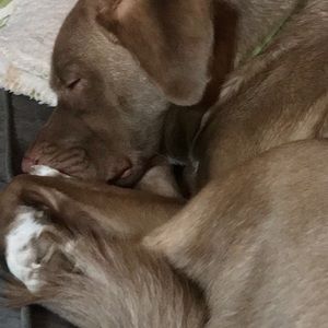 Meet your Posher, Lynne